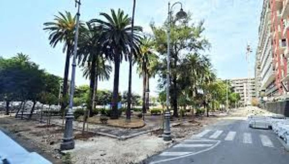 Bari, nuovi alberi anti-caldo in piazza Moro: parte il corridoio verde resistente al clima estremo