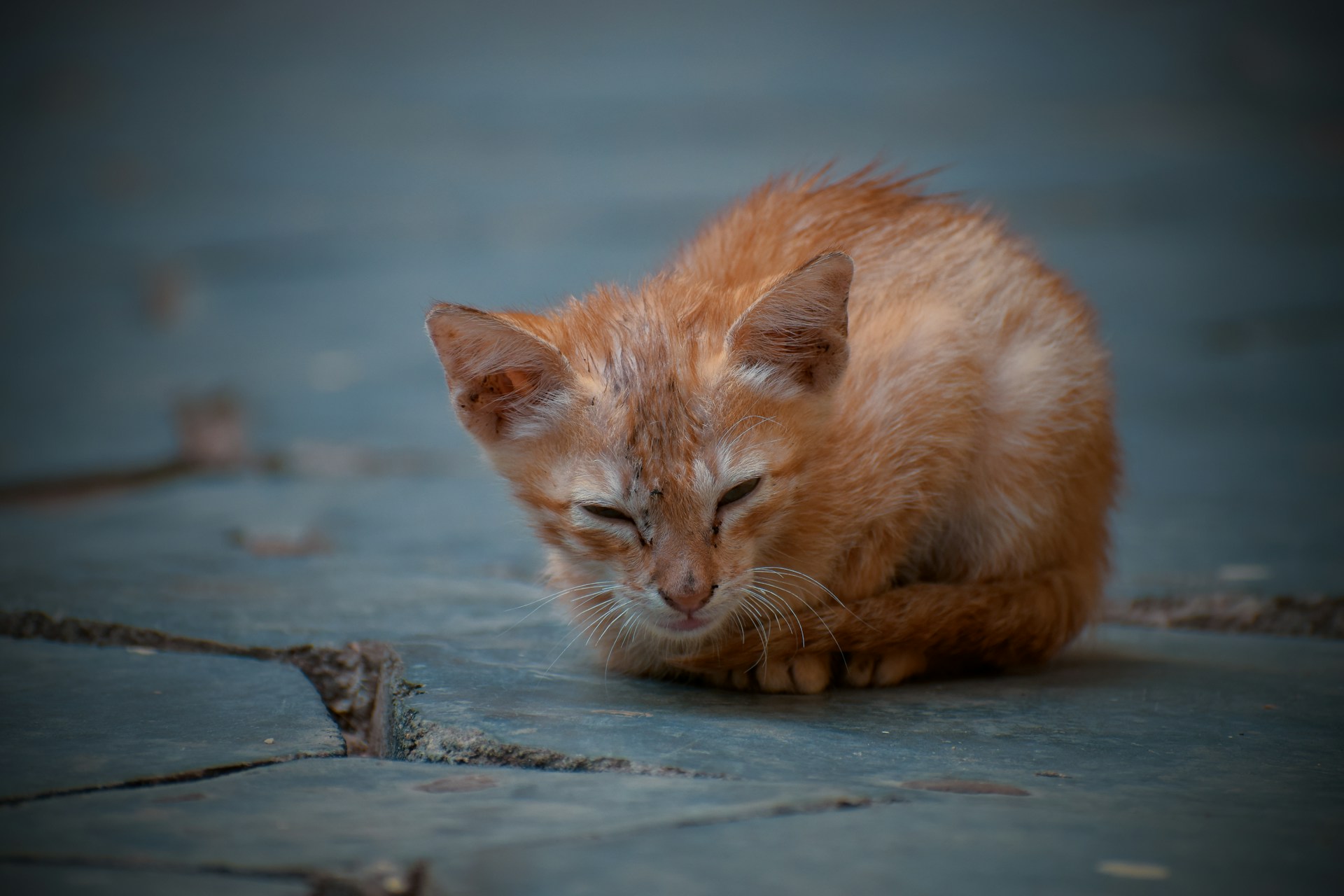A Calcinaia, in provincia di Pisa, una donna è stata denunciata per maltrattamento dopo aver gettato due gattini appena nati nella spazzatura. Entrambi non ce l’hanno fatta.