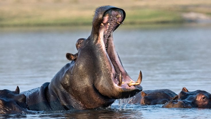 Un ippopotamo ha rovesciato un’imbarcazione sul fiume Sassandra: 11 persone annegate, solo tre superstiti. Tra le vittime anche bambini e un neonato.