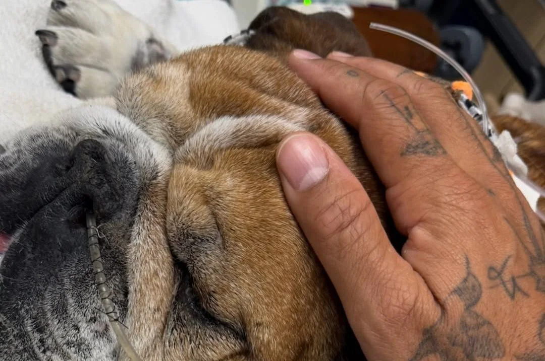 Ore di angoscia per Lewis Hamilton: il bulldog Roscoe, mascotte del paddock di Formula 1, è in coma dopo una grave ricaduta. Il pilota rinuncia ai test Ferrari.
