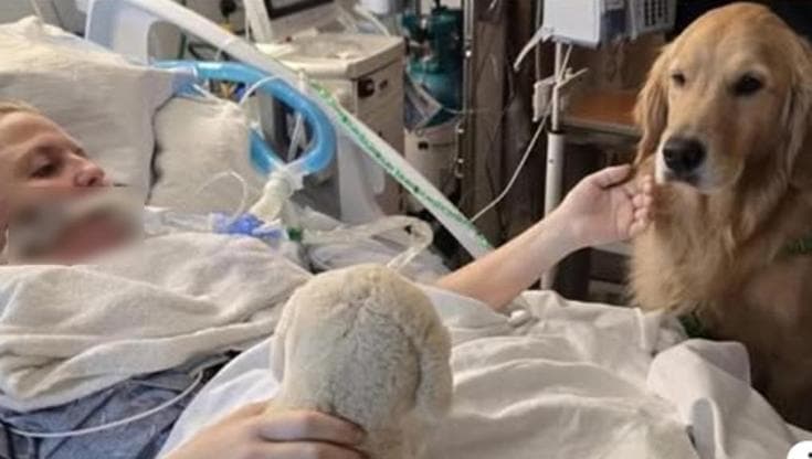 Dopo tre arresti cardiaci e una prognosi disperata, una donna americana torna alla vita grazie al tocco del muso di un Golden retriever da pet therapy.