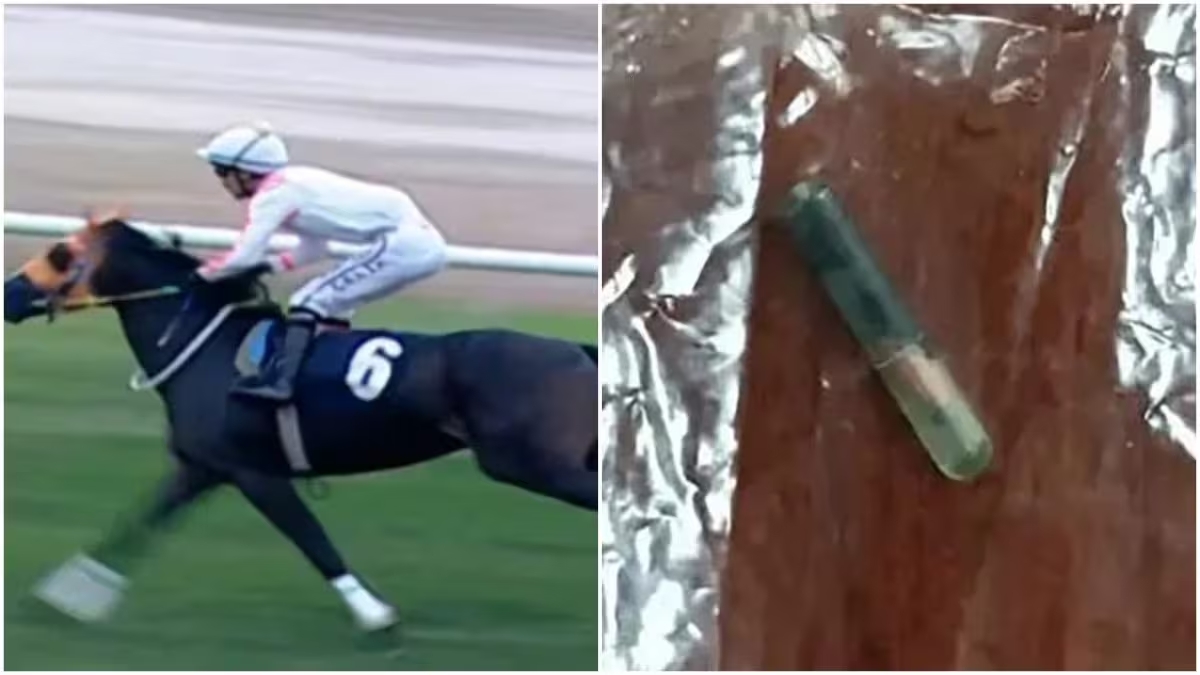 Cavalla da corsa macellata e servita alla mensa dei poveri: il microchip trovato nel piatto