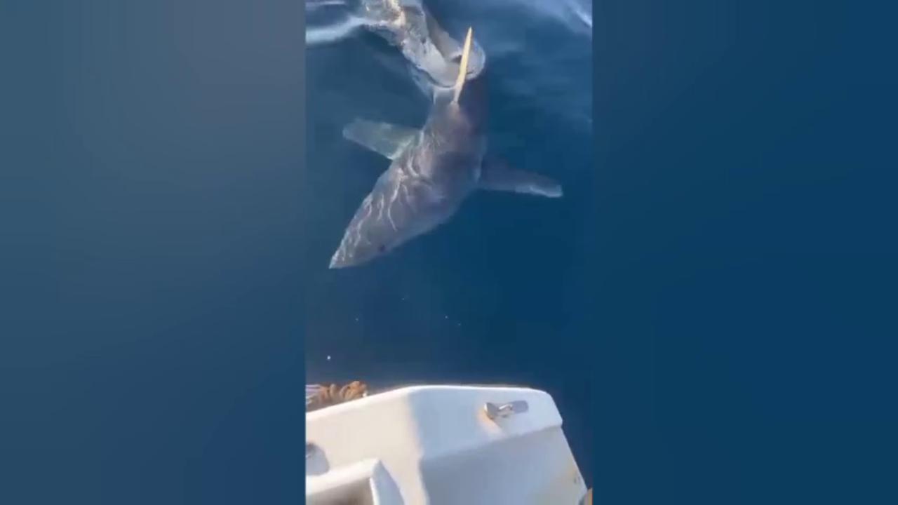 Gallipoli, squalo Mako attacca motoscafo: “Colpo violento, paura improvvisa a bordo”