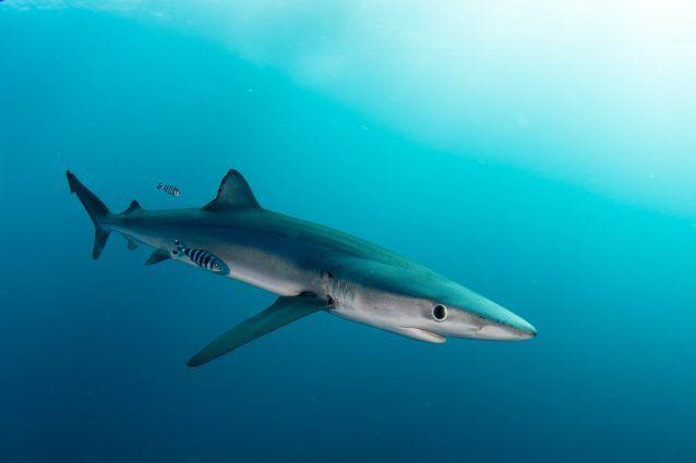 Squali nei mari italiani dopo Gallipoli caso a  Terracina, “Si muoveva vicino alla spiaggia”,  ripreso in acqua bassa