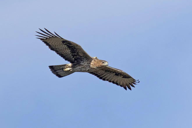 Il caso dell’aquila di Bonelli sorprende gli esperti: due femmine formano una coppia e allevano pulli grazie all’intervento degli ornitologi.