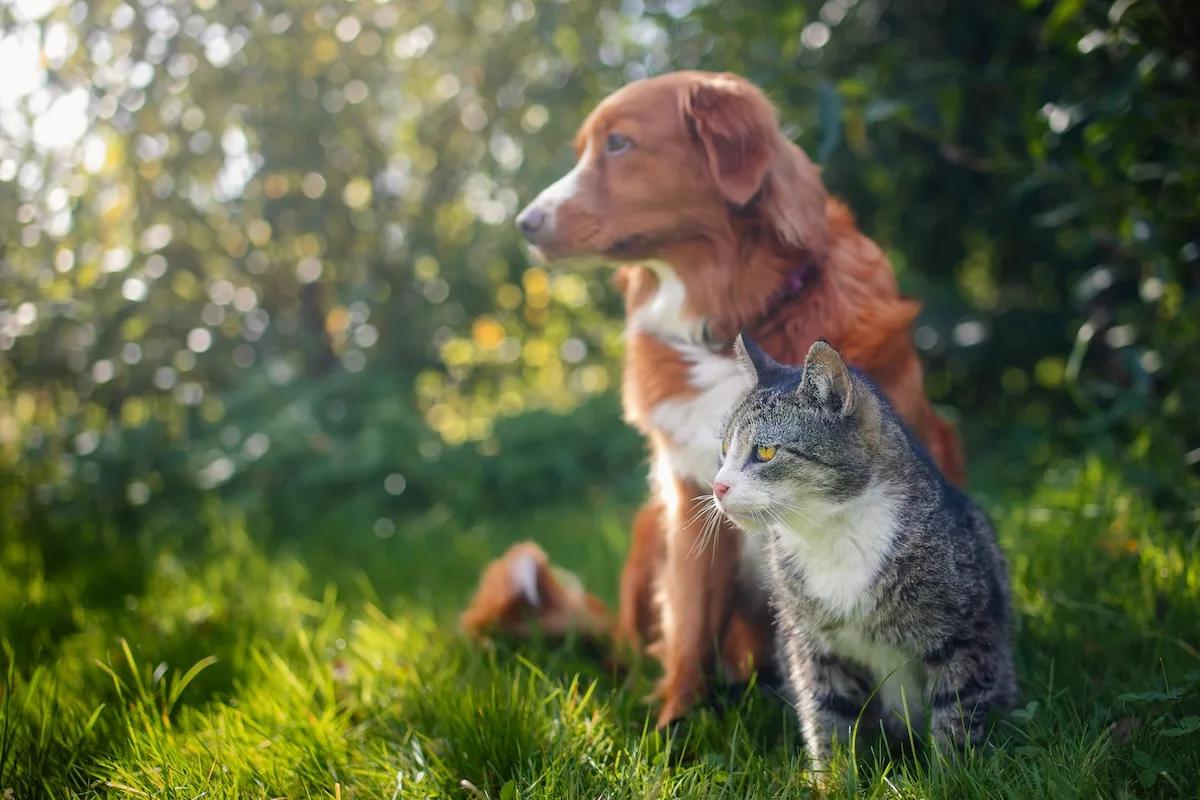 Cercasi dog sitter di lusso: 70mila euro l’anno per accudire un cane