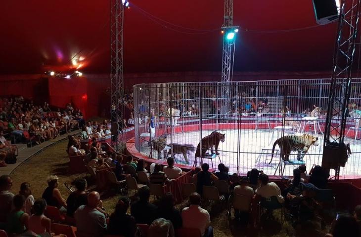 Tigre rompe la rete e punta gli spettatori: momenti di terrore al Circo
