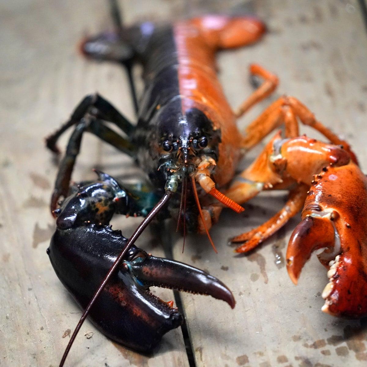 Pescata rarissima aragosta metà nera e metà arancione: “Un caso su 50 milioni”