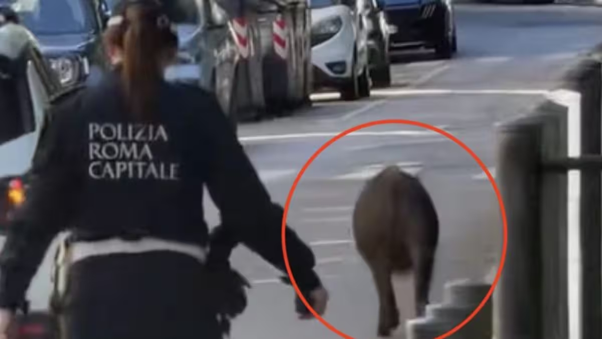 Roma, il cinghiale cammina in strada, il vigile lo insegue