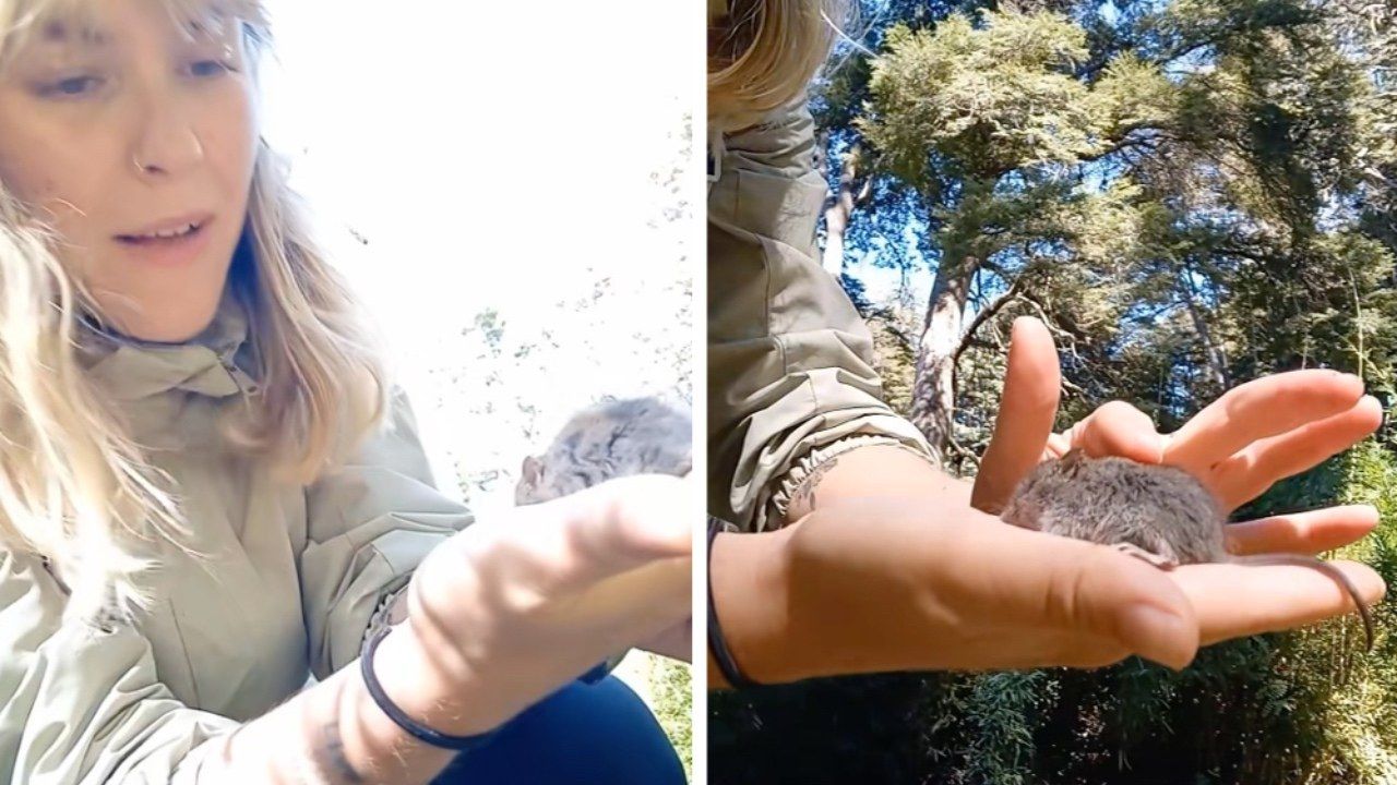 “Come sei carino, non mordermi” influencer si fa una foto poi scopre che era il topo legato all’Hantavirus