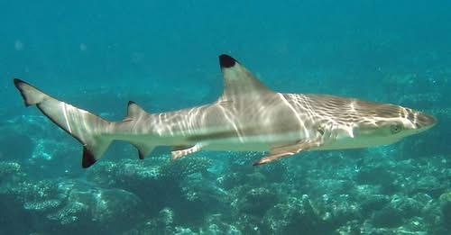 Giovanni Caselli è stato morso da uno squalo in Sardegna durante un allenamento in mare davanti alla spiaggia di Monti Russu.