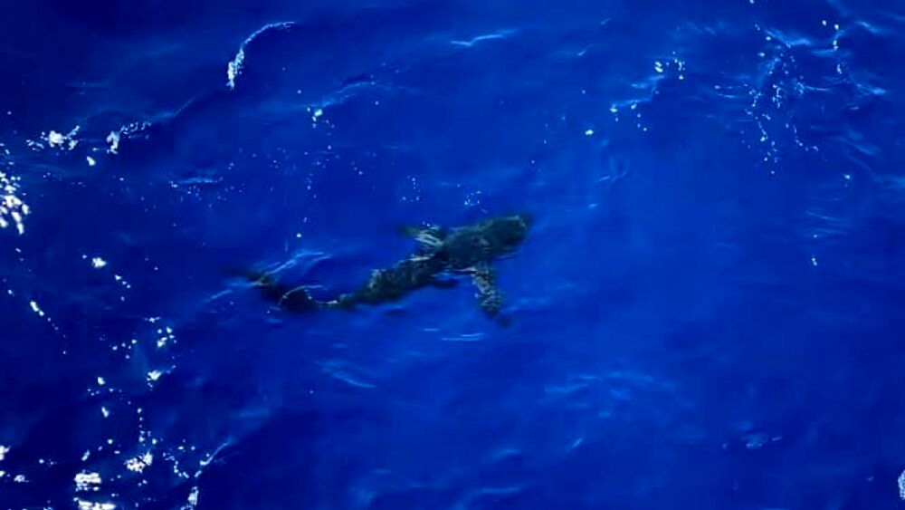In Australia un uomo di 35 anni è morto dopo l’attacco di uno squalo vicino a Michaelmas Island, al largo di Albany.
